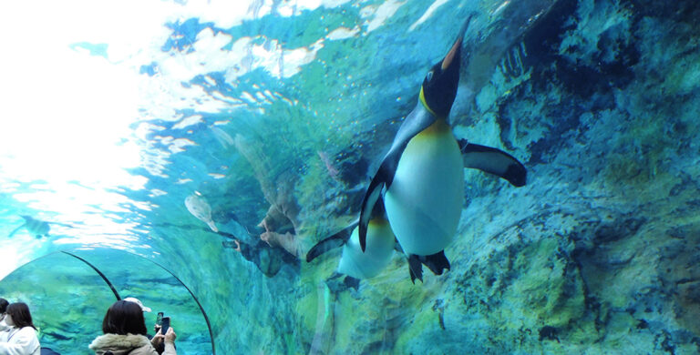 ペンギンやアザラシを間近で！「旭山動物園」４つのポイントと大人気の動物舎ピックアップ