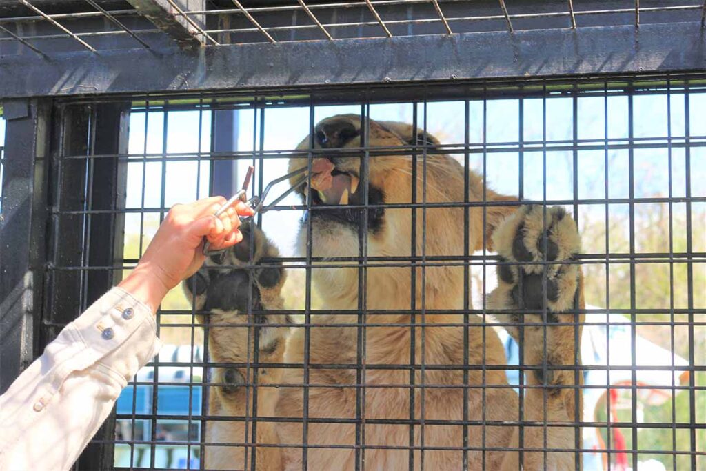 窓ガラスがないので、ライオンの吐息も感じられます