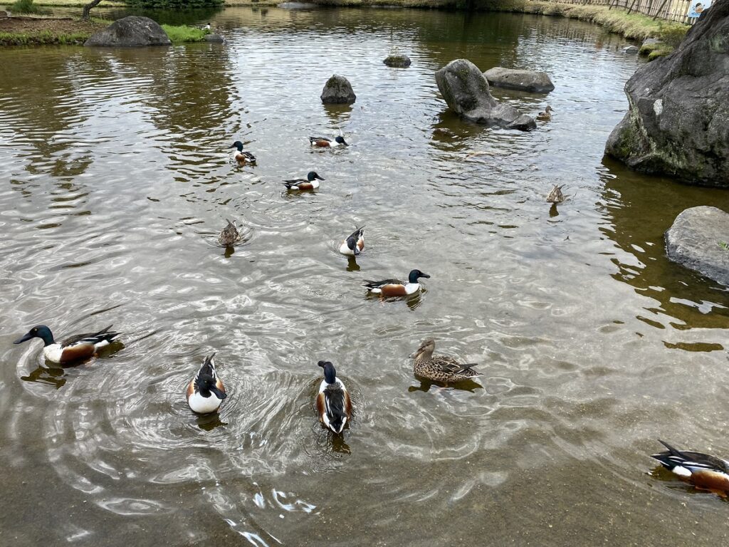 小さな動物たちとの触れ合い