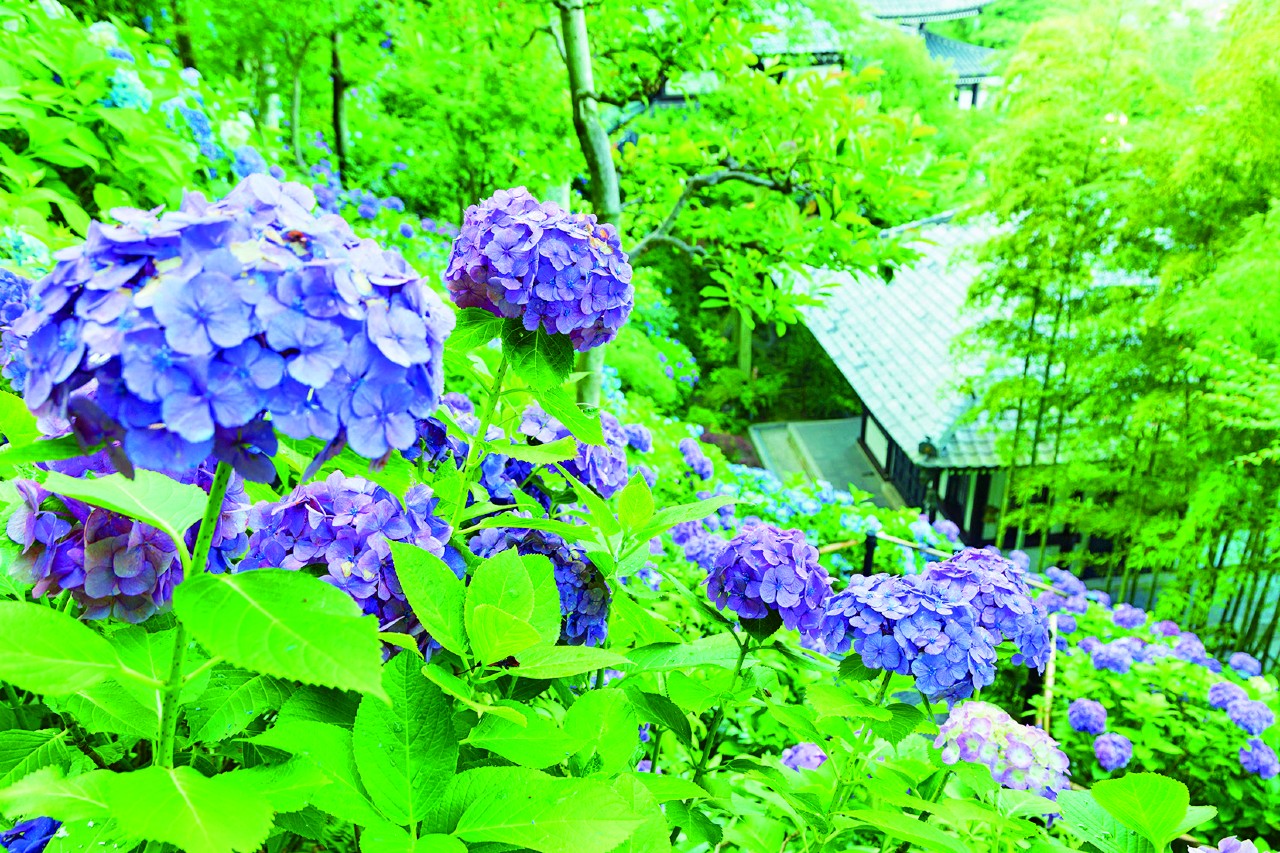 長谷寺のアジサイ