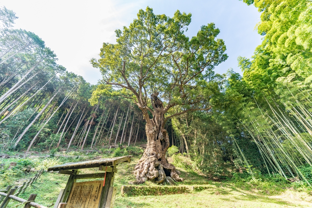 武雄の大楠