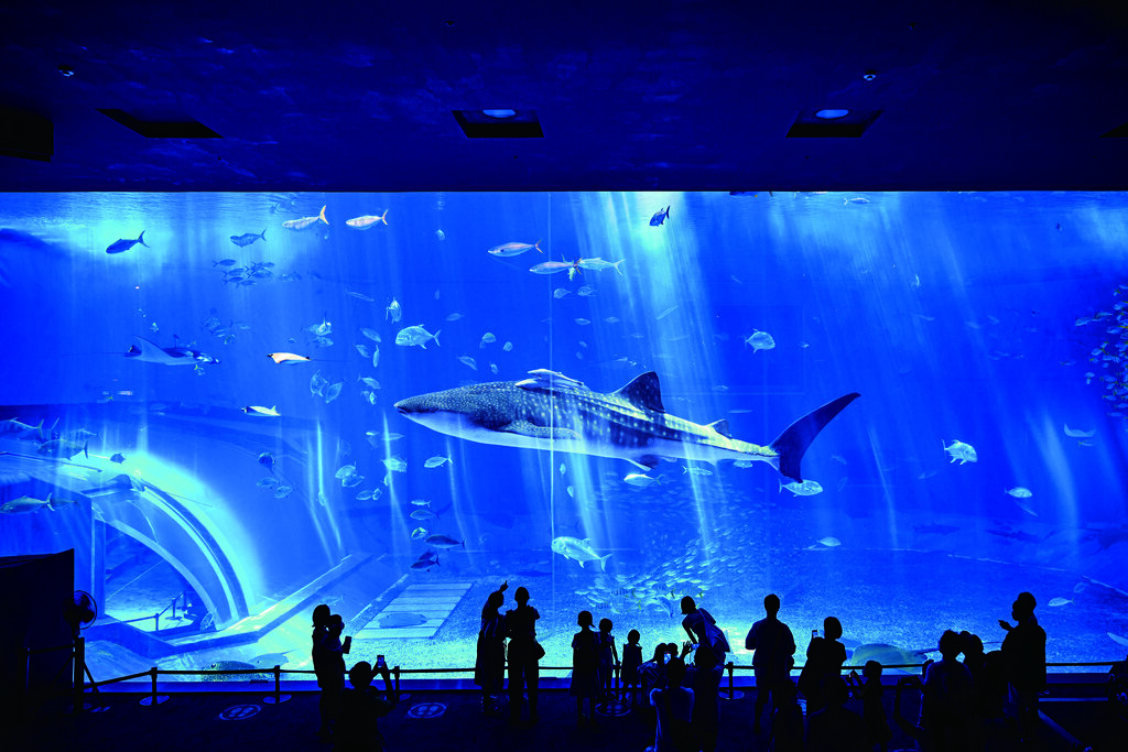 沖縄美ら海水族館1