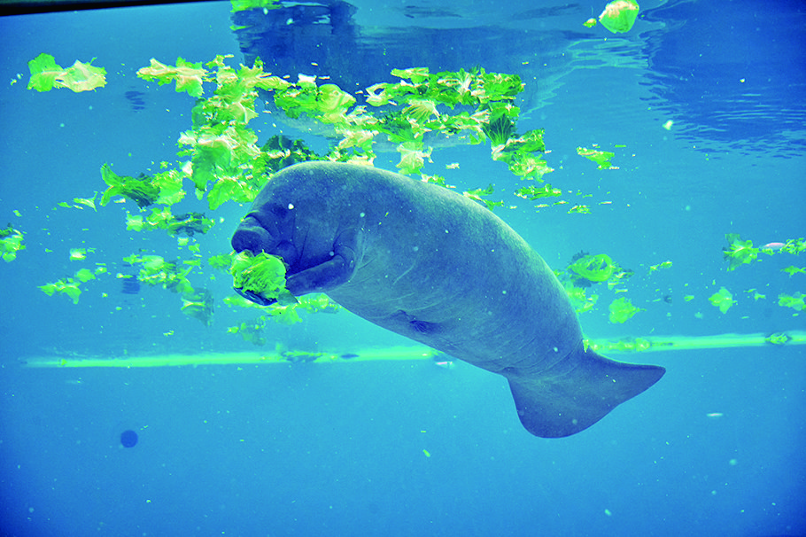 沖縄美ら海水族館2