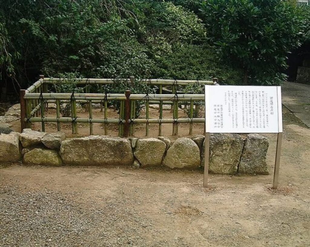 西尾茶の原樹