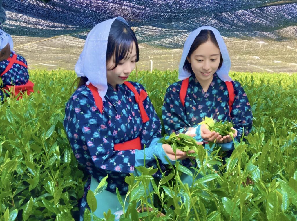 茶摘み体験