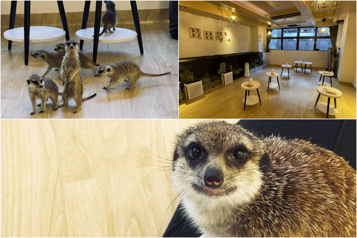 吉祥寺の日本初ミーアキャット専門カフェ「googoo」でミーアキャットに囲まれる