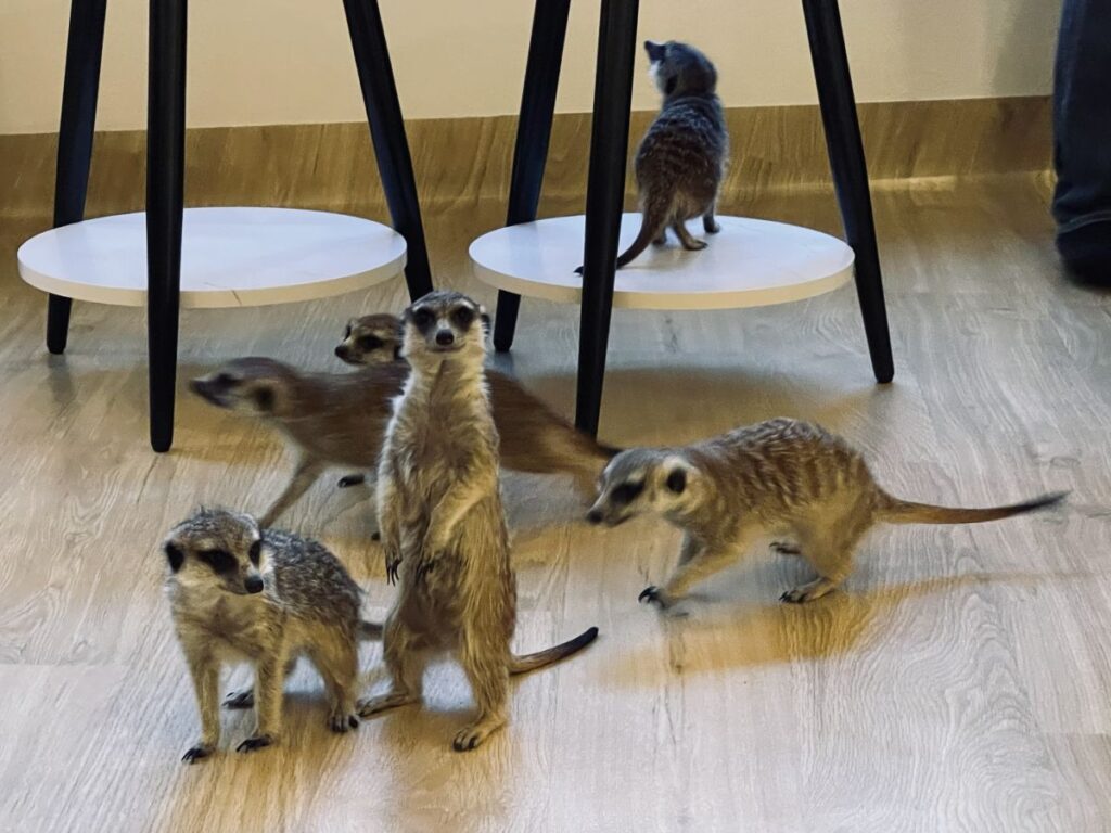 スツール下ミーアいっぱい