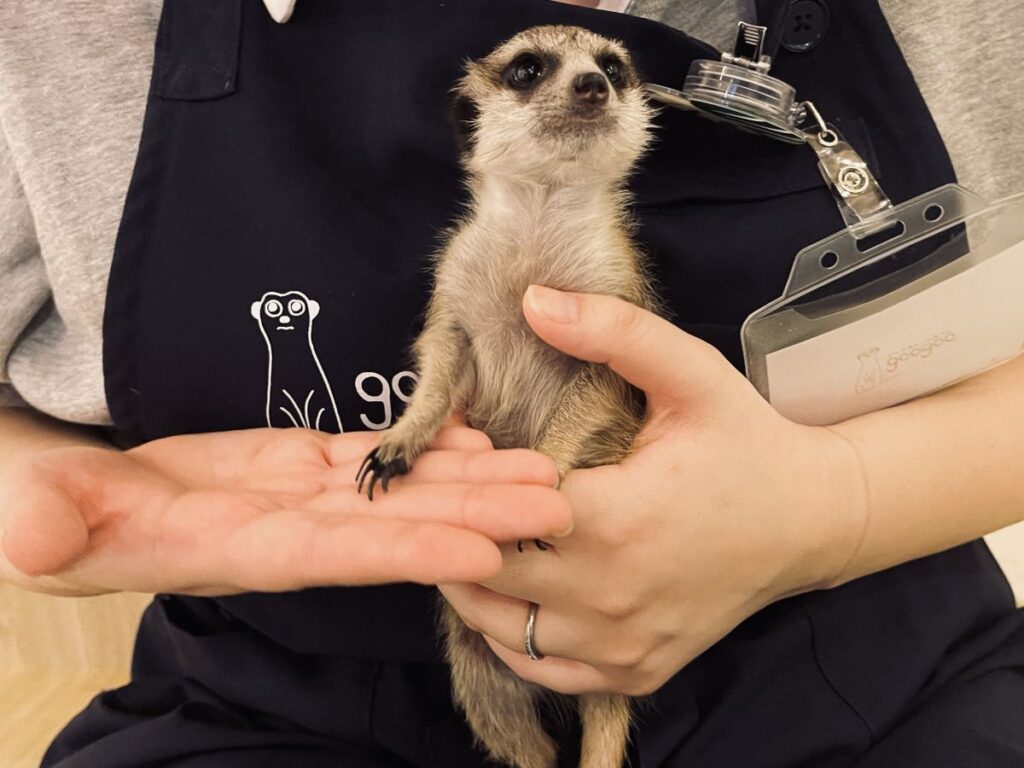 ミーアスタッフ抱っこ