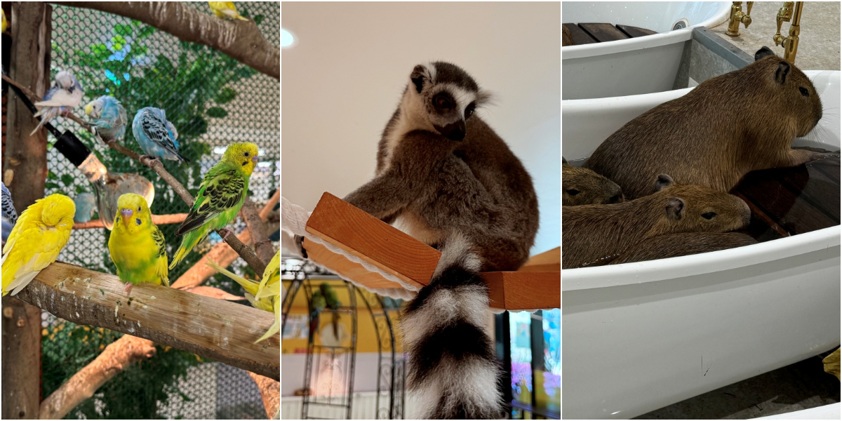 水道橋「アニタッチ 東京ドームシティ」で動物たちとほっこり、ふれあい体験