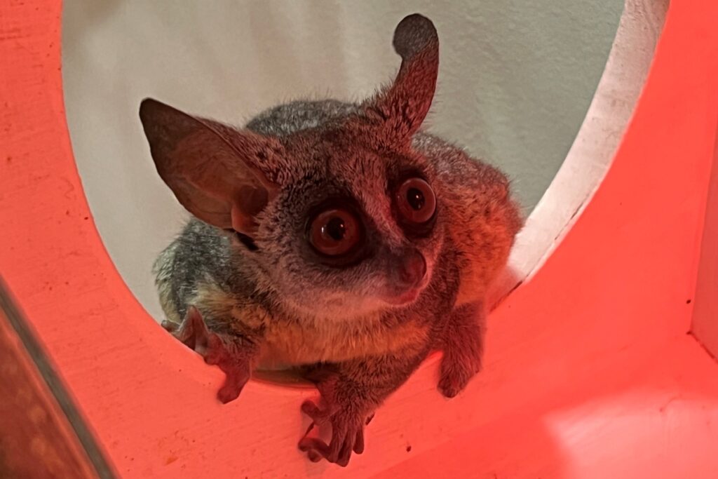 ショウガラゴ