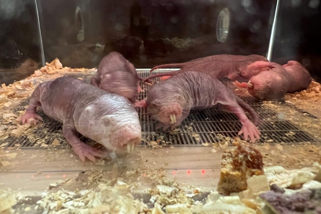 ハダカデバネズミ