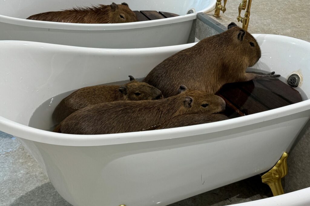 カピバラ