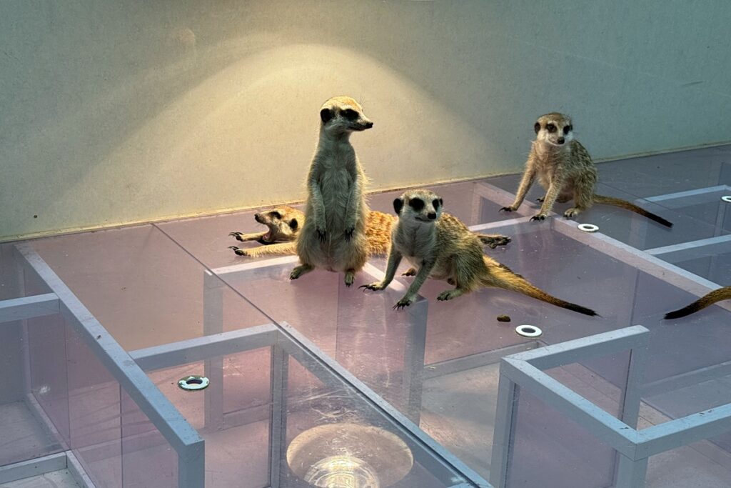 ミーアキャット