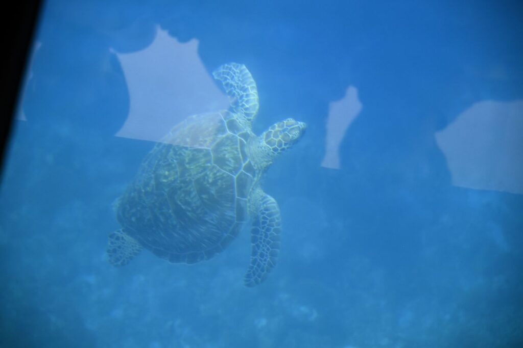 ウミガメ（水中）