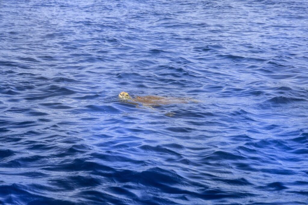 海面にウミガメ