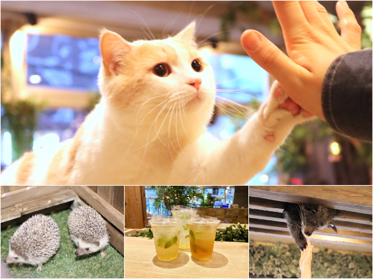 大阪・アメ村のど真ん中で動物たちにモフモフする新感覚の動物カフェ