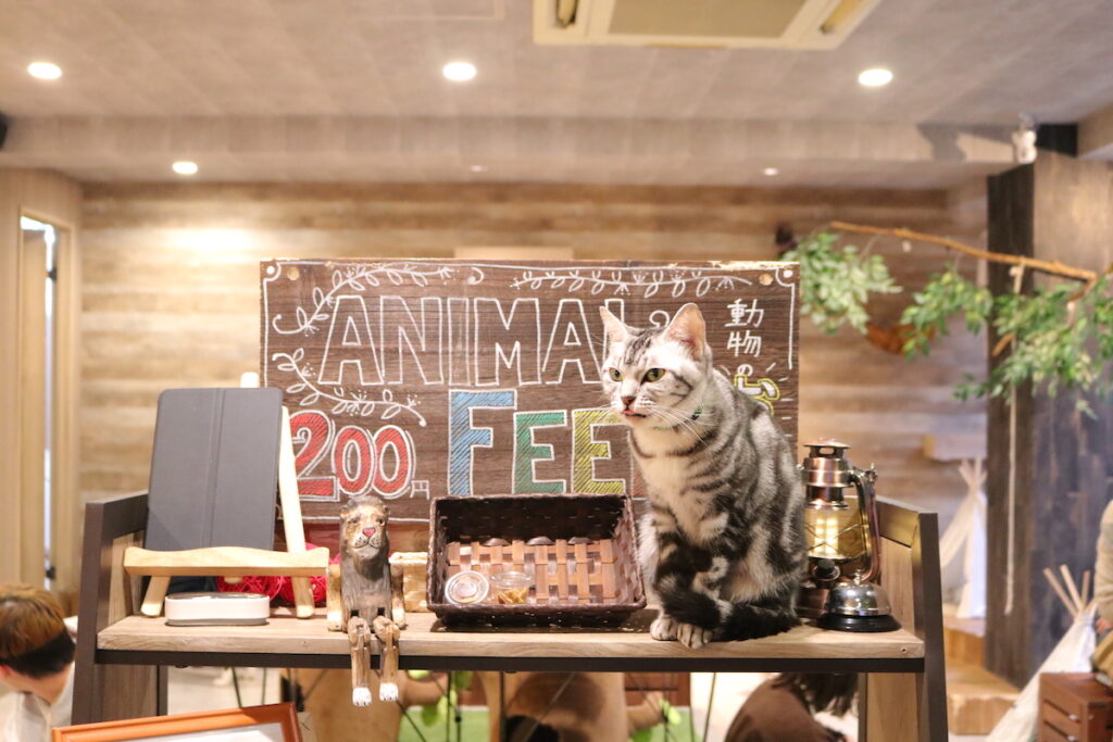 店内猫と看板