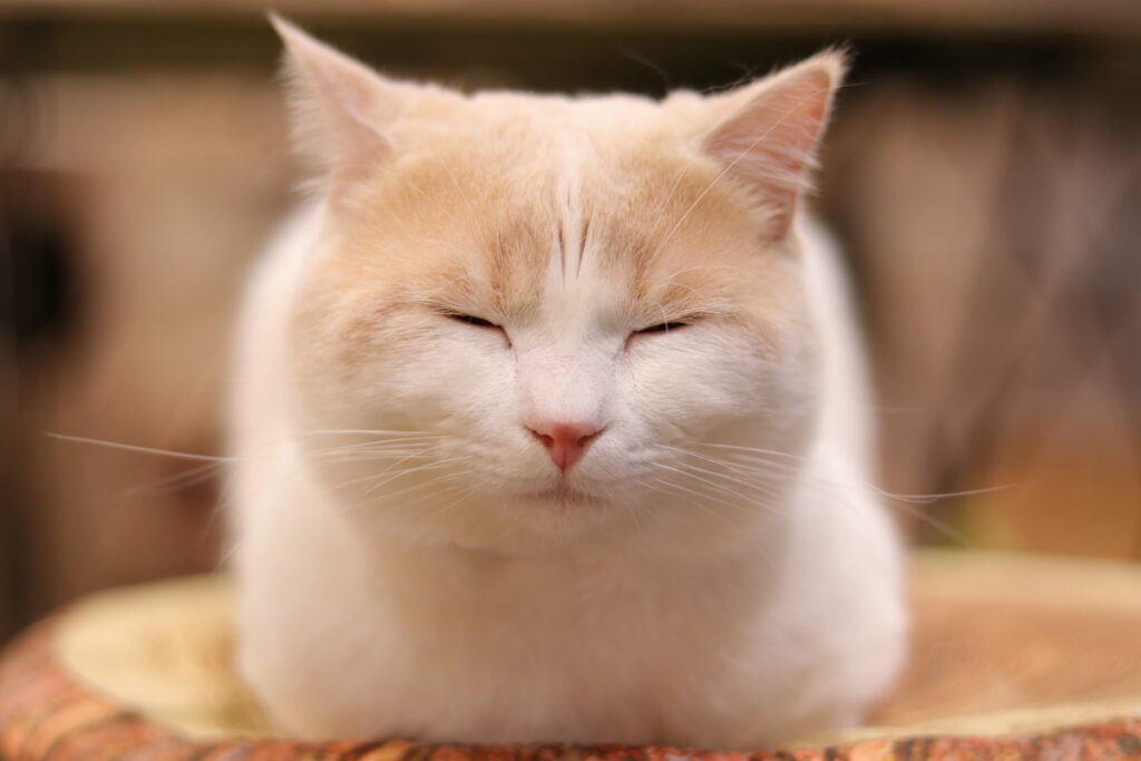 眠り猫