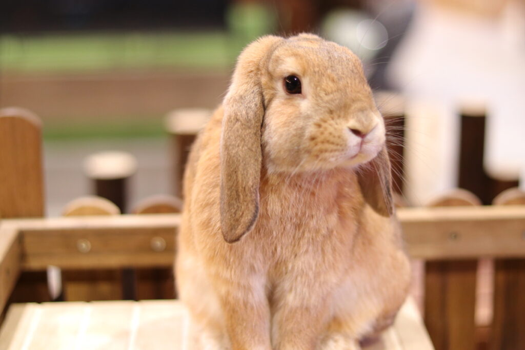 うさぎ