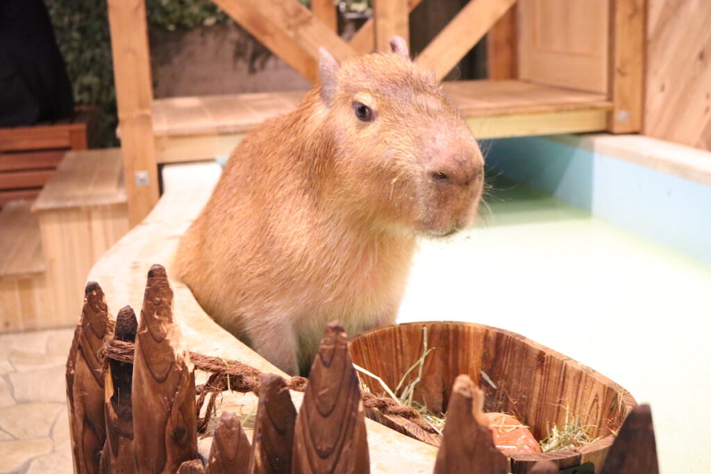カピバラ