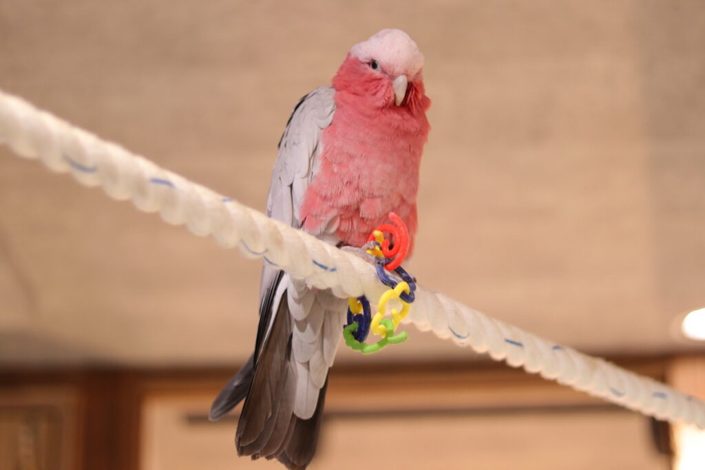 インコかオウム