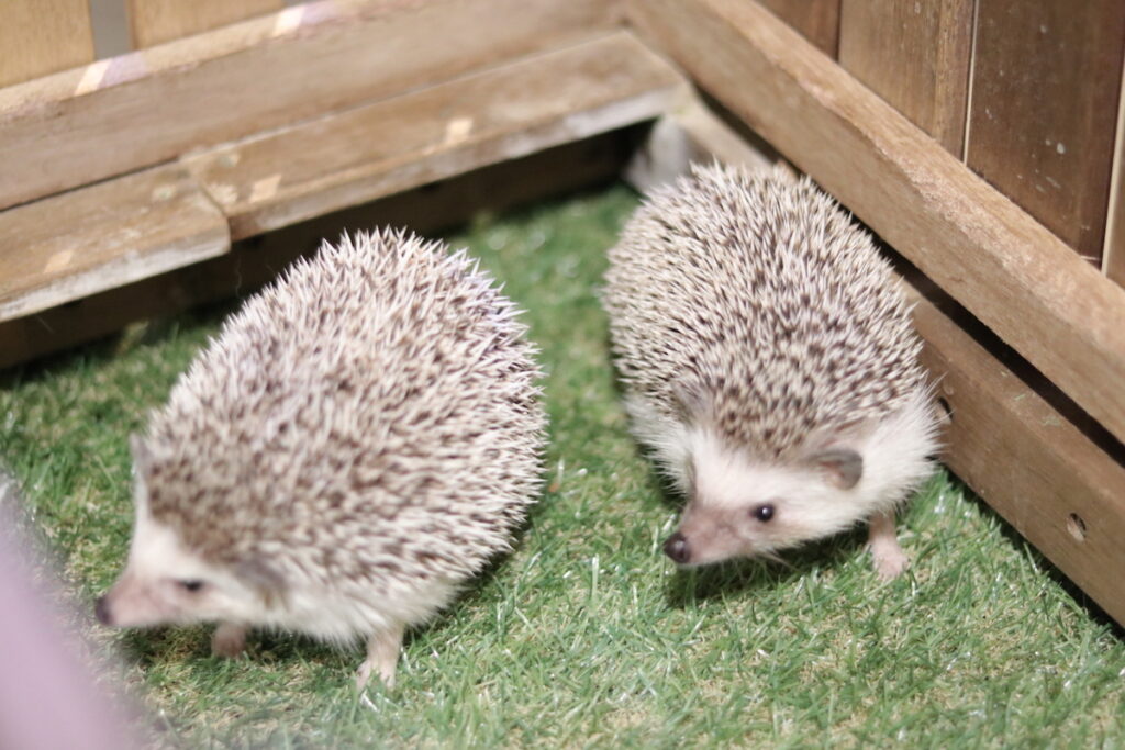 ハリネズミ