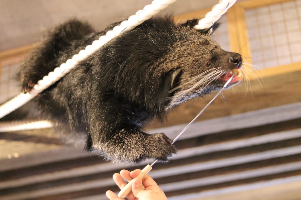 ビントロング