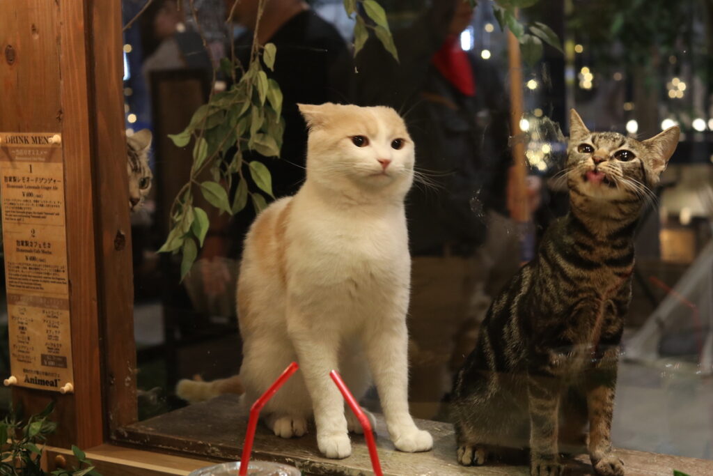 猫2匹