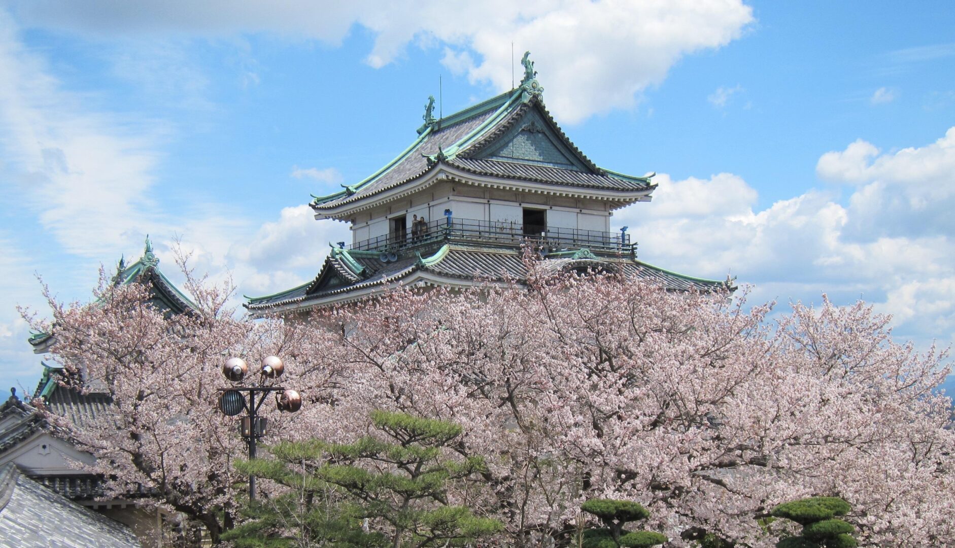 和歌山城の桜