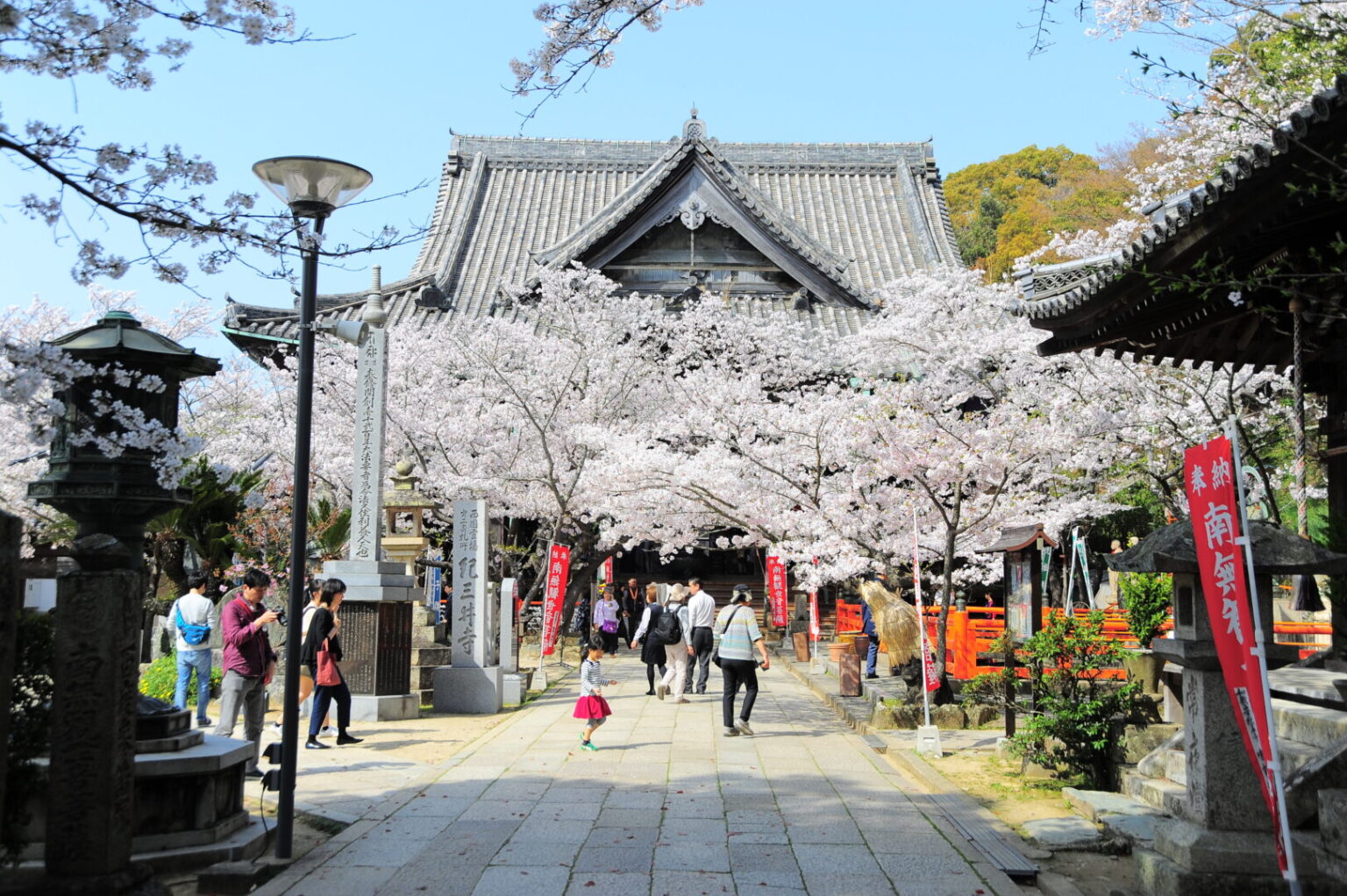 紀三井寺の桜